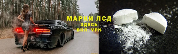 прущие грибы Грязовец